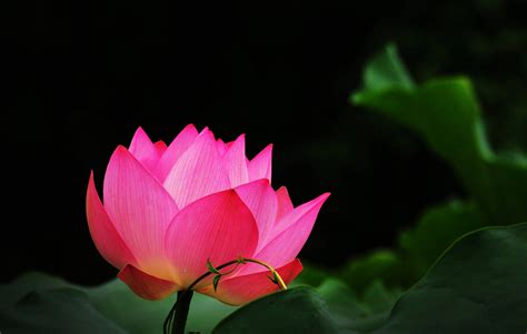 Lotus Wallpaper 30 Wallpapers Adorable Wallpapers