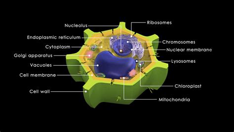 Plant cells are eukaryotic cells present in green plants, photosynthetic eukaryotes of the plantae learn more about characteristics features of plant cells, parts of a plant cells at vedantu.com and. These Facts About the Cytoplasm Reveal Why it's Vital for ...