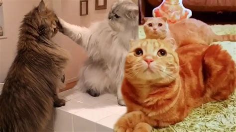 Best Funny Cat Videos 2 Try Not To Laugh Compilation 2019 World