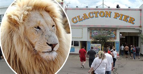essex lion police warn residents to stay indoors as they hunt big cat in essex mirror online