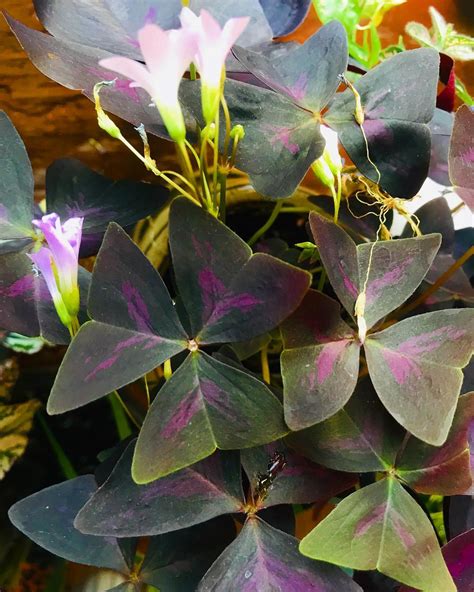 We did not find results for: 40 Best Purple House Plants