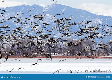 Geese Migration Stock Image Image Of Mountain Brown 29596323
