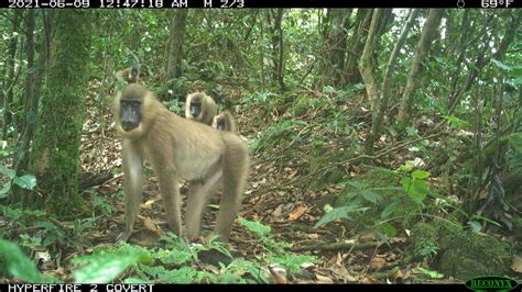 Camera Traps Capture Photos Of Rare Gorillas And Other Wildlife In Tiny