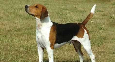 beagle dog full grown