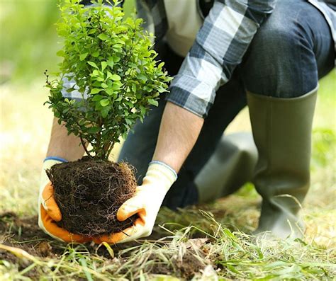 Planting Trees And Shrubs Nc Cooperative Extension Alamance County