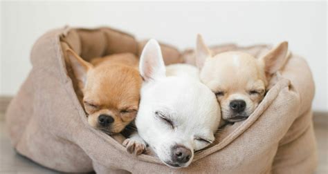 How Many Puppies Do Chihuahuas Usually Have In A Litter Latest