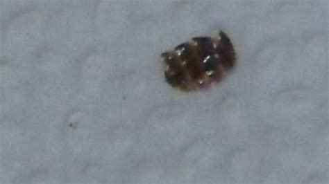 Bed Bug Shells Pictures Bangdodo