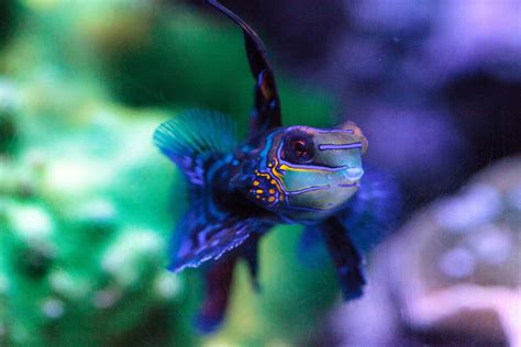 12 Of The Most Beautiful Fish You Can Have In Your Aquarium