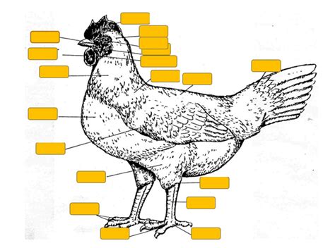 Chicken Anatomy Diagram Quizlet