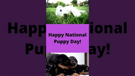 Happy National Dog Day 2022 From Your Philadelphia Area Tutoring