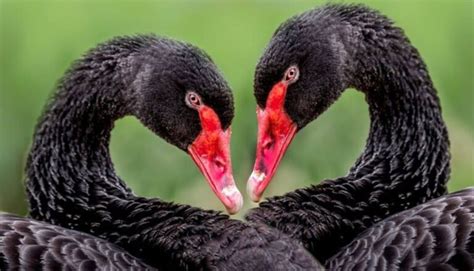 15 Stunning Black Birds With Red Beaks Pictures And Facts Wild Explained