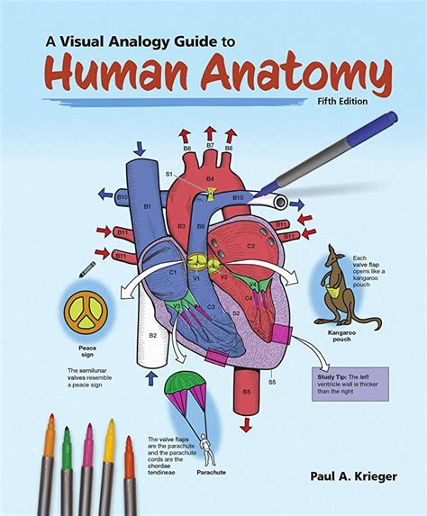 A Visual Analogy Guide To Human Anatomy Capa Learning