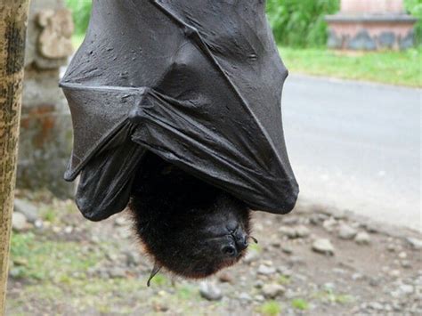 The Giant Golden Crowned Flying Fox Acerodon Jubatus Also Known As