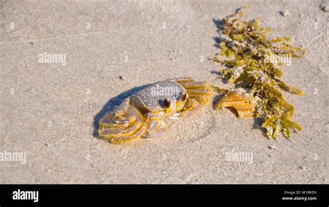 Atlantic Ghost Crab Ocypode Quadrata Sand Crab Sitting On Beach