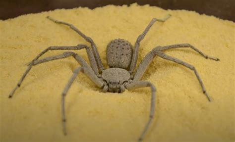 Ne plete mrežu: Kako lovi jedan od najotrovnijih paukova na svetu? (VIDEO) - Vesti online