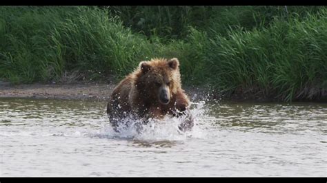 Grizzly Bear Running Slow Motion Epic 2k Youtube