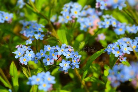 Forget Me Not Flowers Blooming On Green Background Stock Image Stock