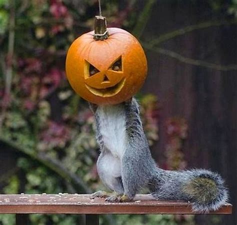 Hungry Squirrel Gets In Halloween Spirit With Giant Pumpkin Mask