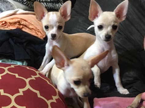 43 Teacup Chihuahua Puppies For Sale In California Image