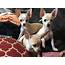 Chihuahua Puppies For Sale  Sacramento CA 329011