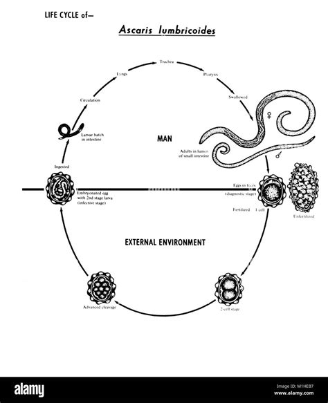 Intestinal Roundworm Nematode Ascaris Lumbricoides Various Stages In