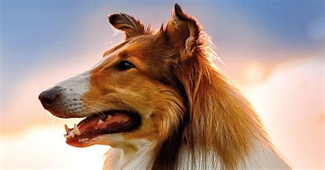 lassie torna a casa film 2021 trama trailer ufficiale e cast