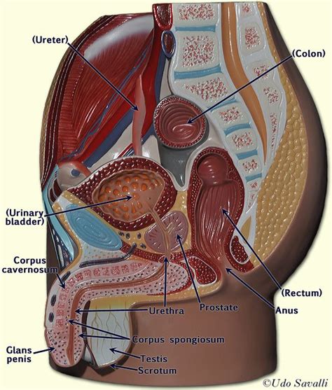 The pubococcygeus, the iliococcygeus, and the puborectalis. Male pelvis | A&P.6.Continuity | Pinterest