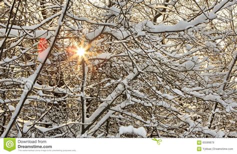 Sun Breaks Through The Snow Covered Tree Branches Stock Image Image