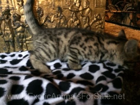 Bengal Pixie Bob Cross Kittens For Sale