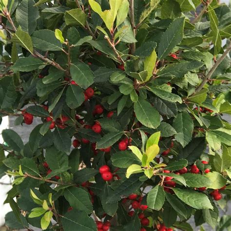 Ilex Verticillata Little Goblin Red Winterberry From Saunders Brothers Inc