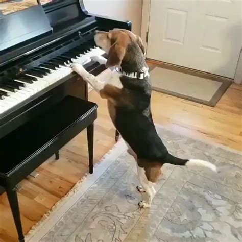 Famous Pianist Beagle Sings And Plays Incredible Melodies Video