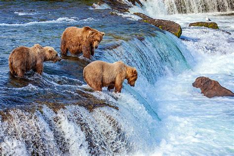 Watch Giant Brown Bears Catching Salmon On The Katmai Bear Cam Lonely