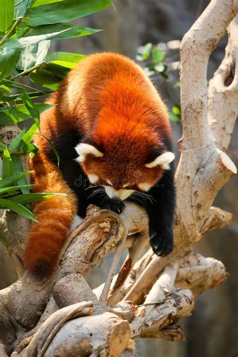 Red Panda Climbing On Tree Stock Photo Image Of Mammal 61079370