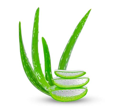 Premium Photo Aloe Vera Plant Isolated On White Background