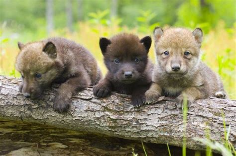 304 Best Wolf Puppy Images On Pinterest Baby Wolves Wild Animals And