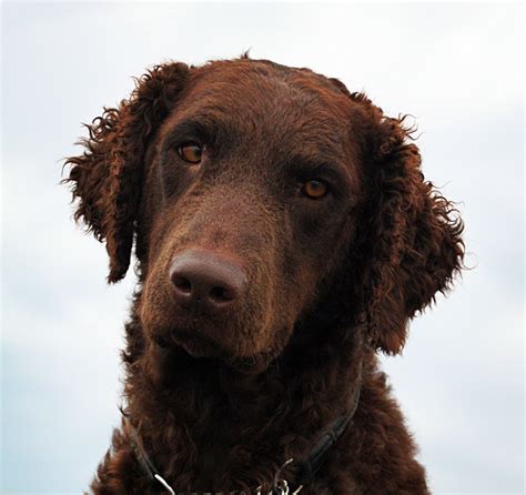 These beautiful and loyal dogs will be an amazing asset to any family. Curly Coated Retriever Puppy For Sale - Animal Friends