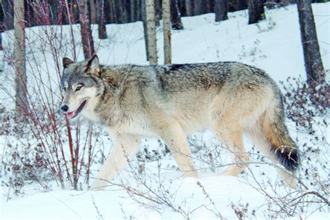 (timelapse) | big bad wolf book sale kuala lumpur 2018. Getting to know Yukon's big, not so bad, wolves - Yukon News