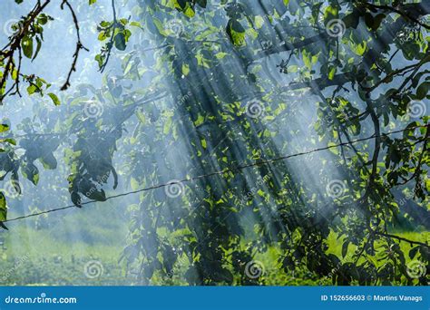 Sun Rays In Smoke Shining Through Apple Tree Branches In Summer Evening