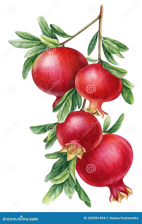 Branch With Pomegranate Botanical Watercolor Illustration Hand