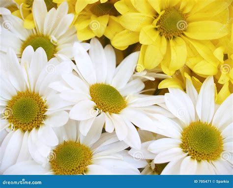 Daisies Chrysanthemum Maximum Stock Image Image Of Yellow White