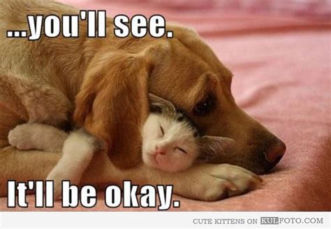 It Will Be Okay Cute Cat Sleeping Under Dogs Ear Protected By The