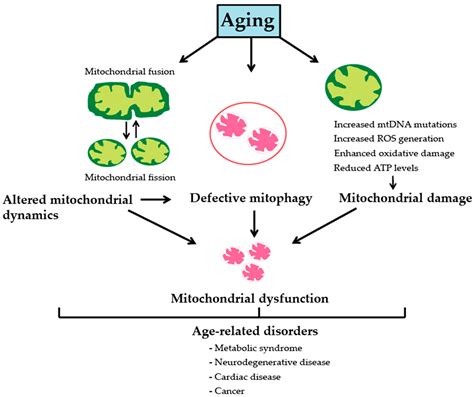 Genes Free Full Text The Mitochondrial Basis Of Aging And Age