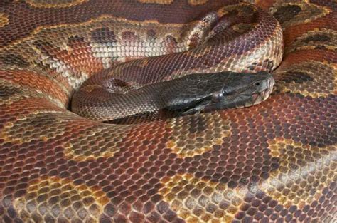 Blood Python Care Temperament Handling And Breeding Az Reptiles
