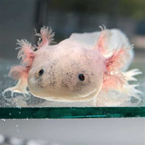 Axolotl Color Guide How To Pick The Right Color Axolotl For You