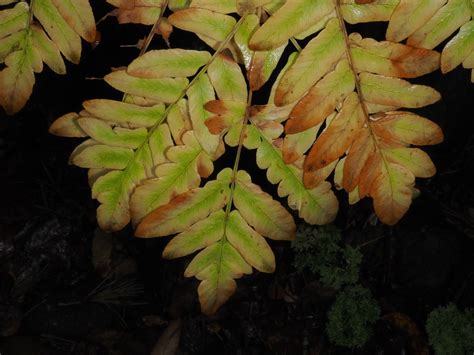 Osmunda Japonica Thunb Plants Of The World Online Kew Science