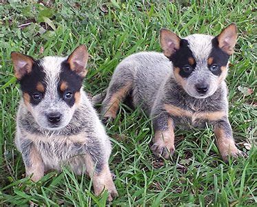 Find boston terrier puppies and breeders in your area and helpful boston terrier information. Texas Blue Heelers // AKC Registered Blue Heeler Puppies ...
