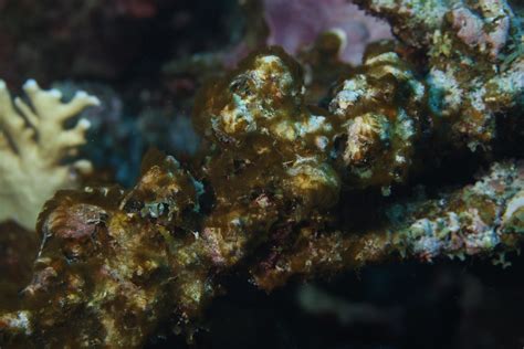 Deaddying Corals Prilfish Flickr