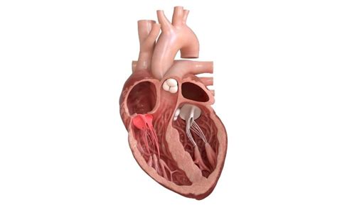 Válvulas Del Corazón Atlas De Anatomía