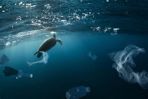 The Plastic Pollution Crisis Story Iucn