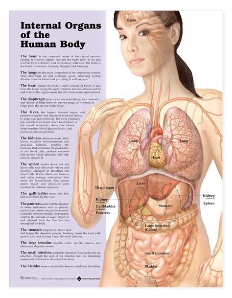 Female Body Parts Labeled Anatomy And Physiology Of Female